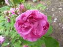 Panachée de Lyon rose photo