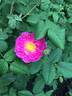 Spotty rose photo