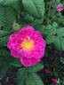 Spotty rose photo