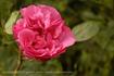 Emily Rhodes rose photo