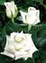 Tanotika rose photo