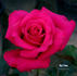 Big Time rose photo