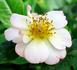 Happy Ever After ™ rose photo
