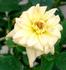 Hombre rose photo