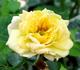 Golden Angel rose photo