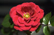 Cherry Magic ™ rose photo