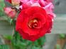 Gypsy Leonidas rose photo