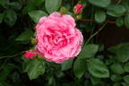 Prairie Princess rose photo