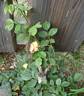 Lux Mundi rose photo