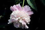 Eden's Perfume peony photo