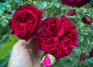 77-07-12 rose photo