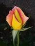 Aubade rose photo