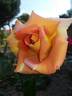 Aubade rose photo