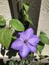 Shimmer clematis photo