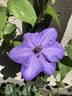 Shimmer clematis photo