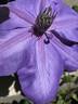 Shimmer clematis photo