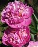 Duc de Cazes peony photo