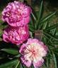 Duc de Cazes peony photo