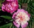 Duc de Cazes peony photo