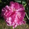 Duc de Cazes peony photo