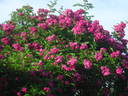 Rose-Marie Viaud rose photo