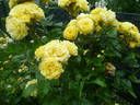 Casino ® rose photo