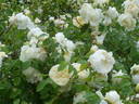 Perpetually Yours rose photo