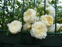 Perpetually Yours rose photo