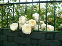 Perpetually Yours rose photo