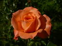 Hamburger Deern ™ rose photo