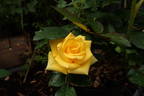 Behold ™ rose photo