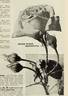 Reine Marie Henriette rose photo