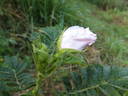 <i>Rosa</i> X <i>micrugosa</i> 'Alba' rose photo