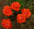Piccolo ® rose photo
