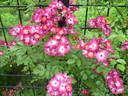 The Bishop's Rambler rose photo
