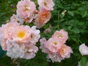 Rose of Hope rose photo