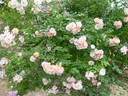 Rose of Hope rose photo