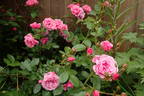 Prairie Princess rose photo