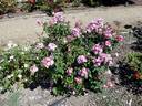 Tom Cuthbertson rose photo