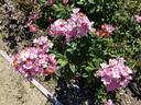 Tom Cuthbertson rose photo