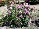 Tom Cuthbertson rose photo