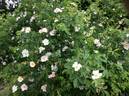 <i>Rosa turkestanica</i> Regel rose photo