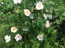 <i>Rosa turkestanica</i> Regel rose photo