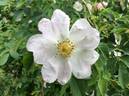 <i>Rosa turkestanica</i> Regel rose photo