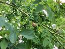 <i>Rosa turkestanica</i> Regel rose photo