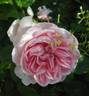 Everblooming Moss rose photo