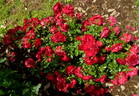 Roter Drache rose photo