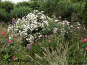 Schneekönigin ® rose photo