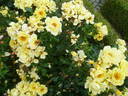 Gelber Engel ® rose photo