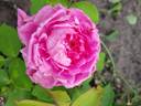 Duchesse d'Aoste rose photo